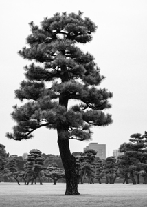 Japanese Black Pine Tree