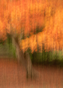 Autumn in Motion