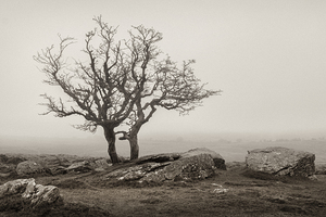 Dartmoor Solitude