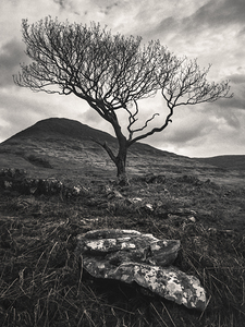 Mull Solitude by Dave Bowman