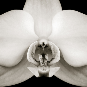 Orchid