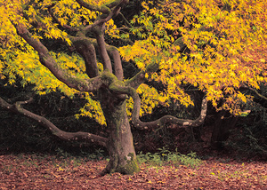 Japanese Maple at Autumn