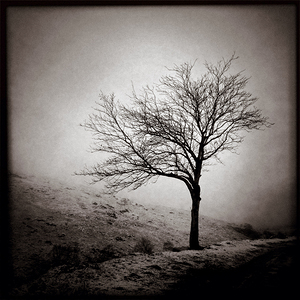 Winter Tree