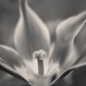 Tulip Pistil