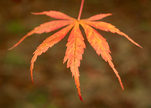 Japanese Maple Leaf