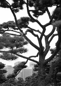 Kokyo Gaien Branches