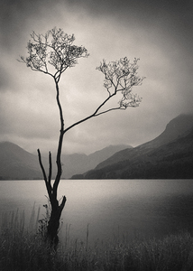 Lone Tree on Buttermere