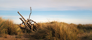 Driftwood