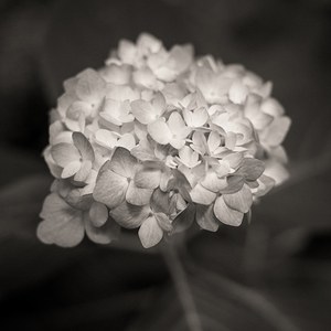 Hydrangea