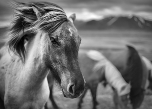 Icelandic Horse