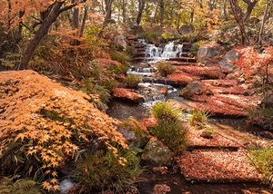 Autumn in Kokoen Garden