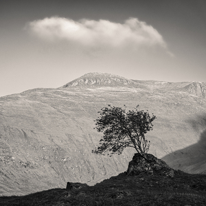 Glen Shiel Tree