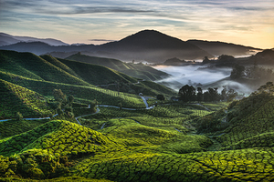 Tea Plantation at Dawn
