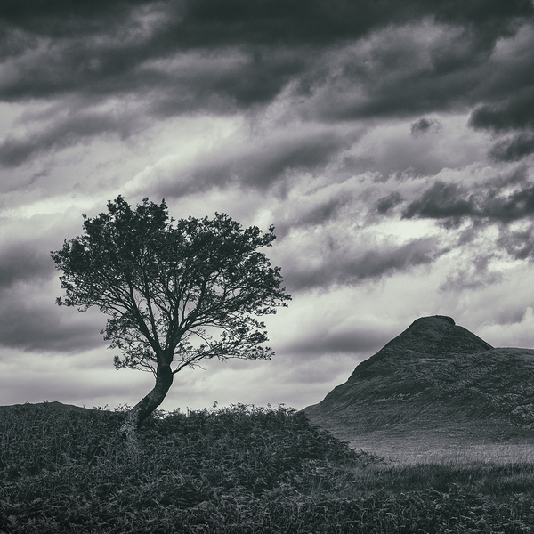 Assynt Tree Print