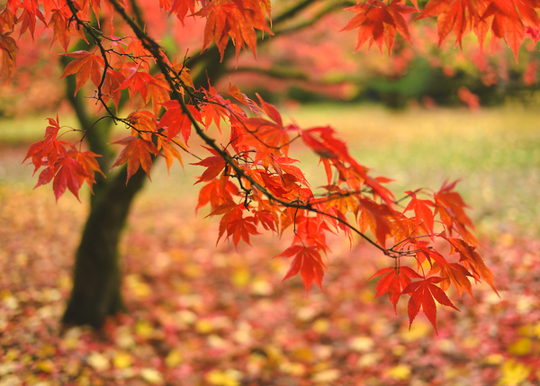 Autumn Japanese Maple Print