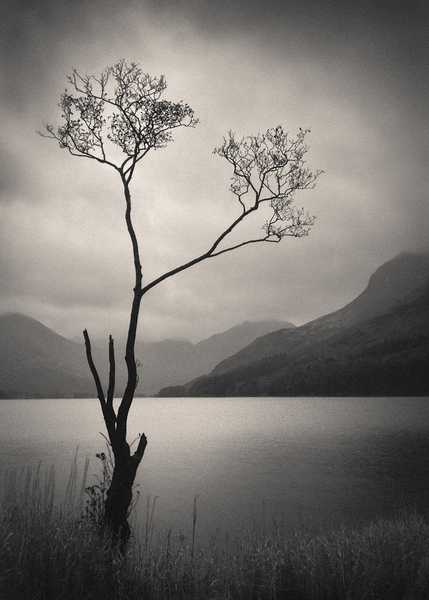 Lone Tree on Buttermere Print
