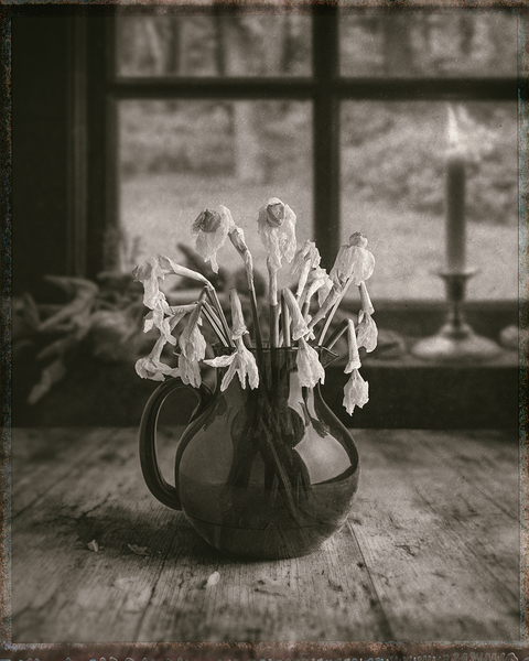 Dead Daffodils Print
