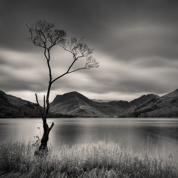 Buttermere Tree Print