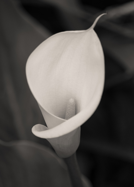 Calla Lily Bloom Print