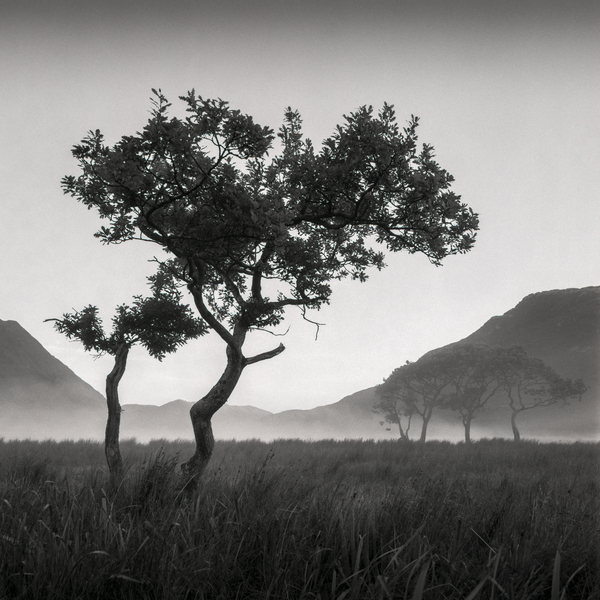Crummock Water Tree Print