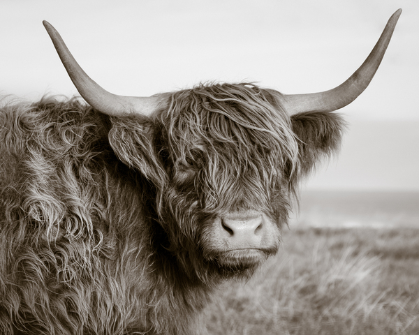 Highland Coo Print