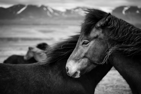 Icelandic Horses Print