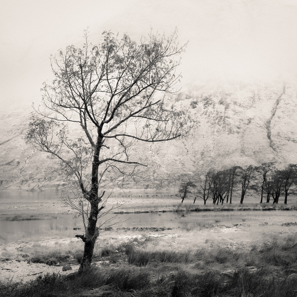 Loch Etive Tree Print