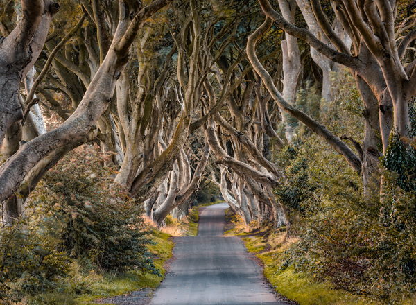 The Dark Hedges Print