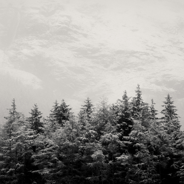 Snowcapped Firs Print