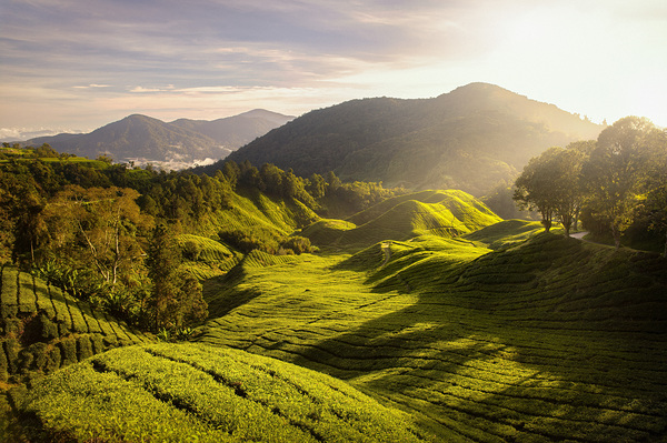 Tea Plantation Sunrise Print