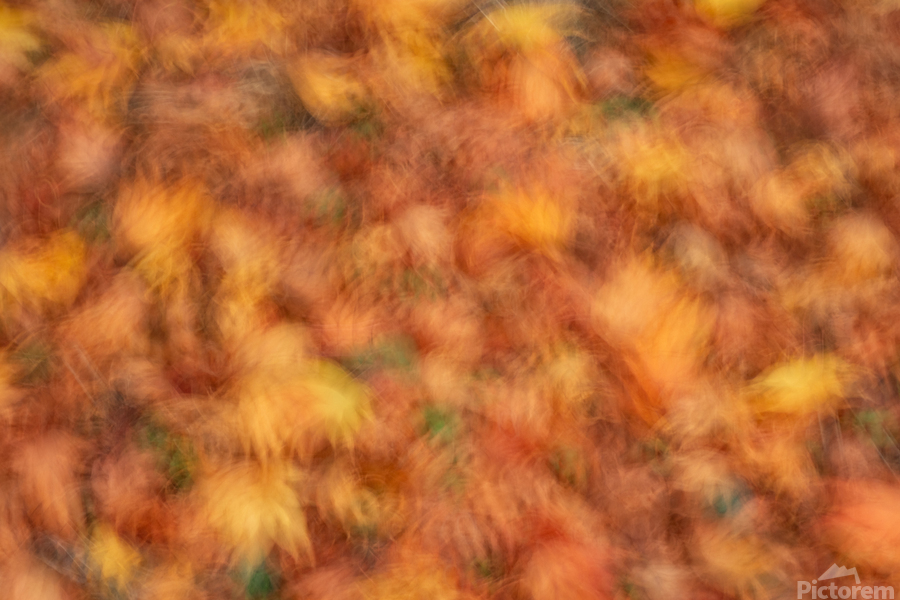 Autumn Leaves  Print