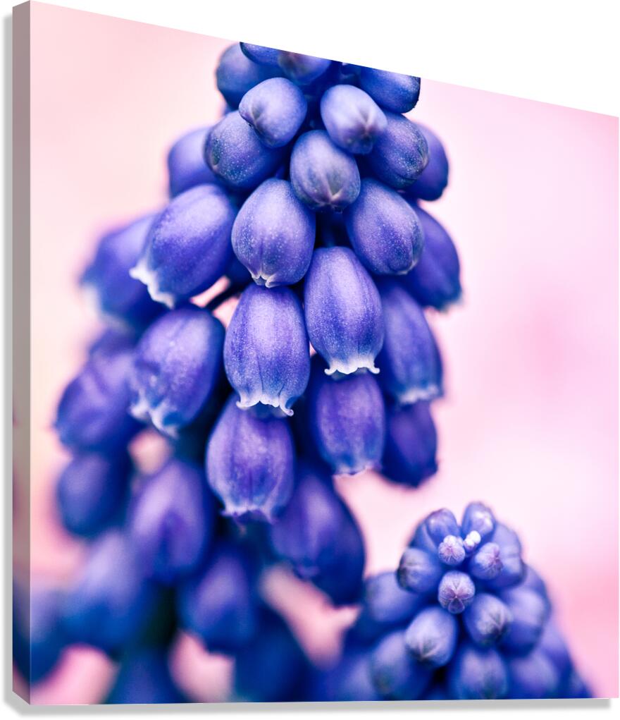 Muscari Buds Canvas Print