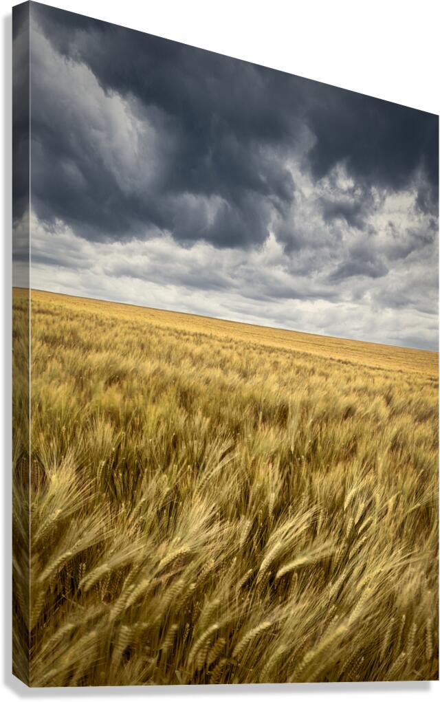 Storm Clouds Over Barley Field Canvas Print