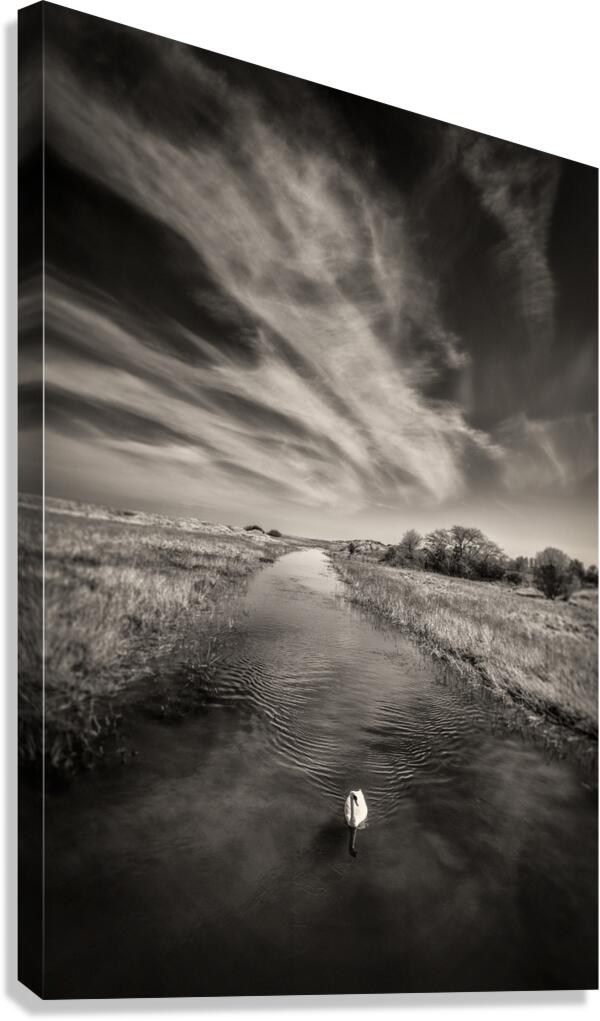 White Swan Canvas Print