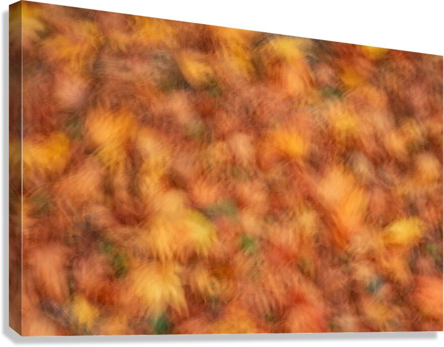 Autumn Leaves Canvas Print