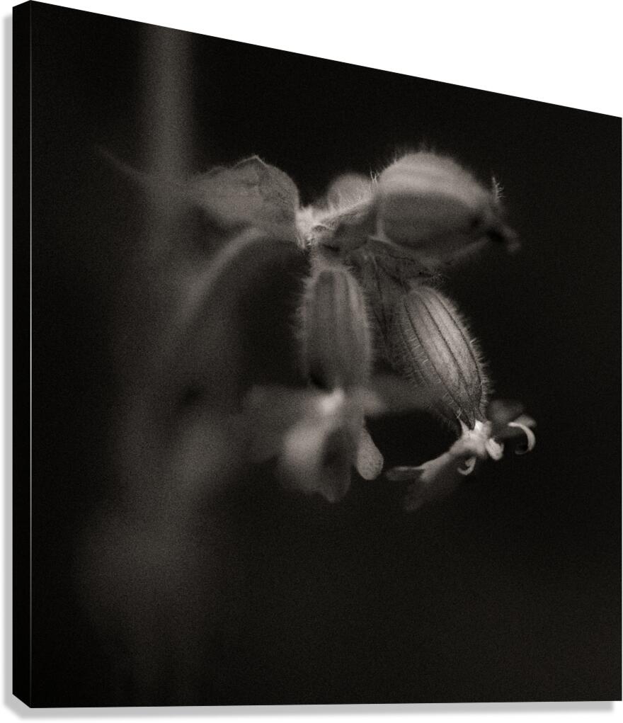 Woodland Study 9 Canvas Print