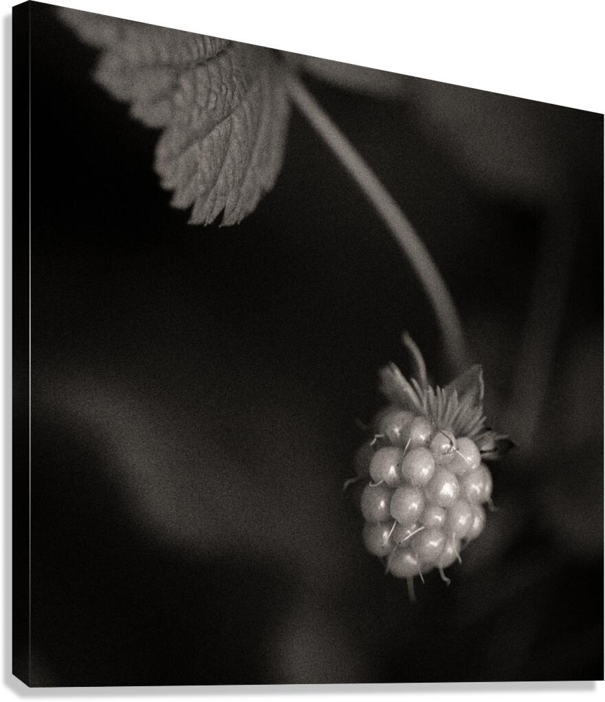 Woodland Study 10 Canvas Print