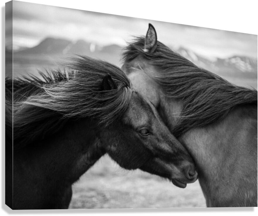 Wild Icelandic Horses Canvas Print