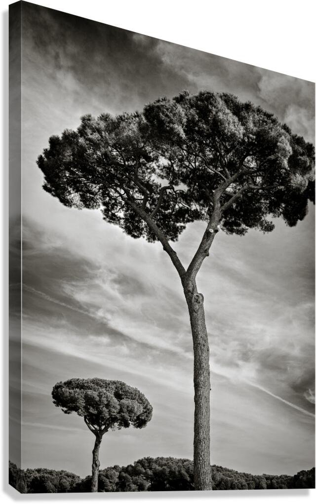 Roman Forum Trees Canvas Print