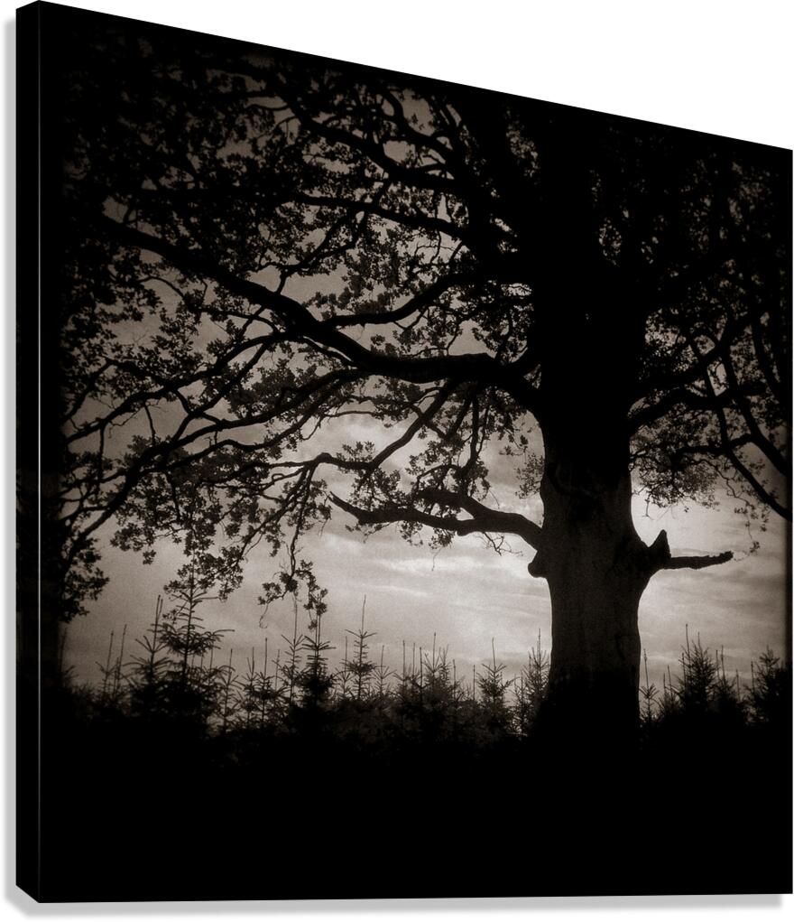 As the Day Fades Canvas Print