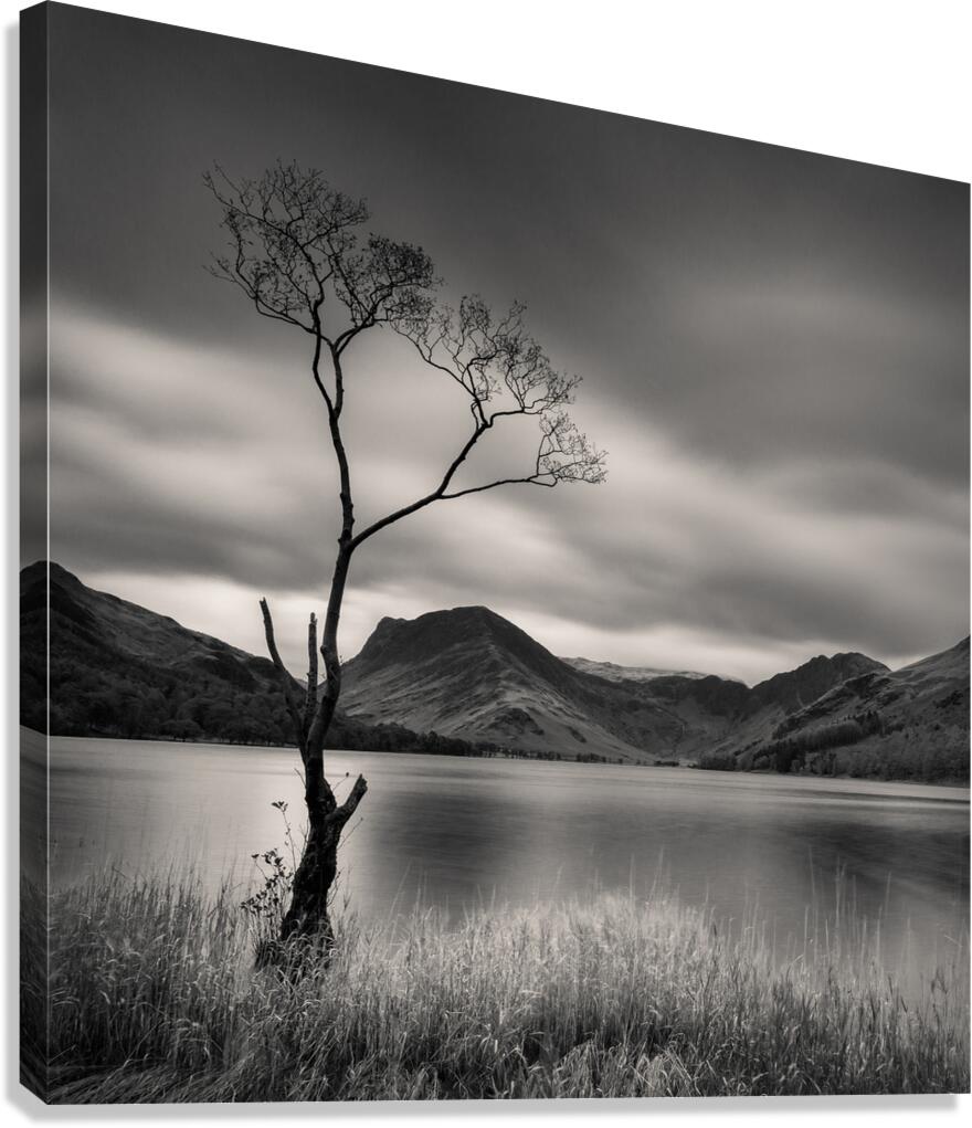 Buttermere Tree Canvas Print