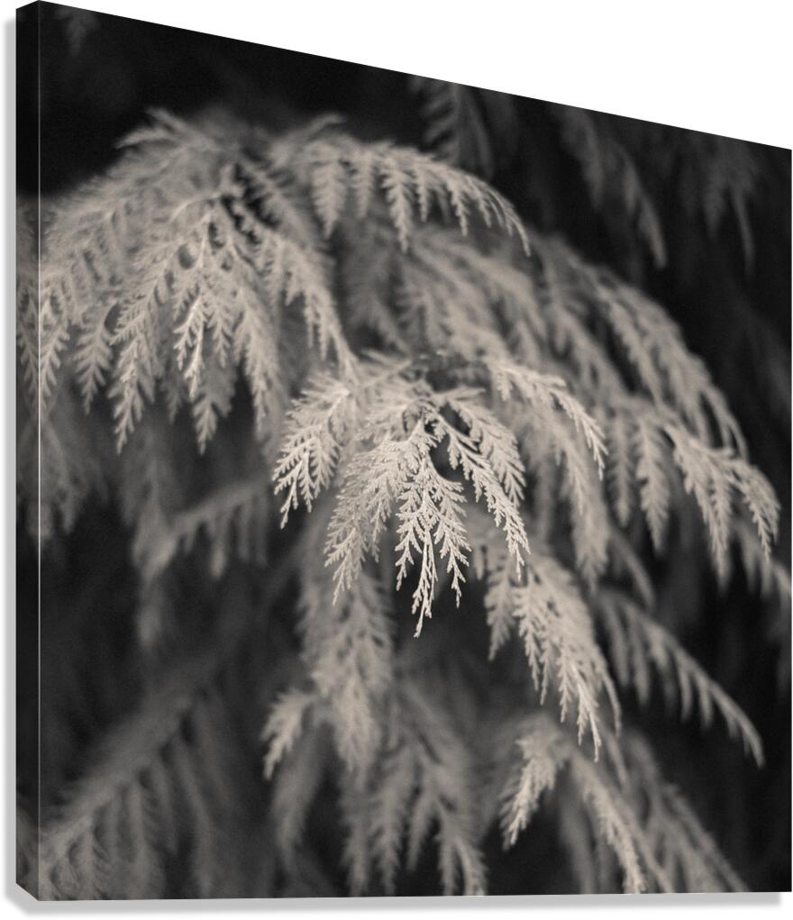 Cypress Leaves Canvas Print
