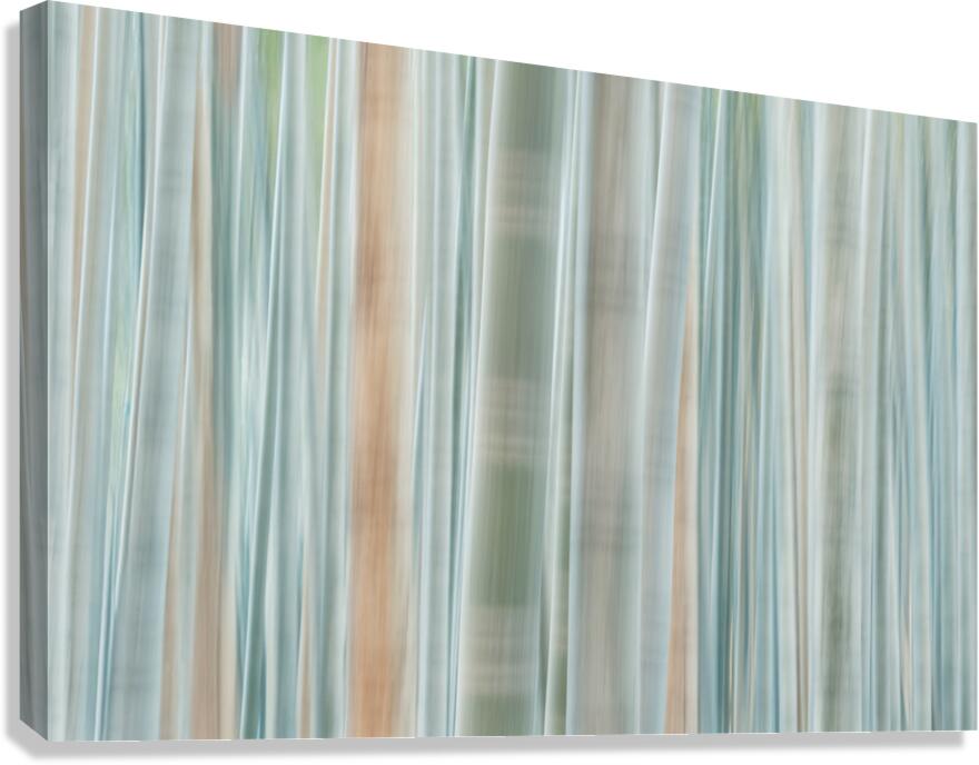 Bamboo Forest  Canvas Print