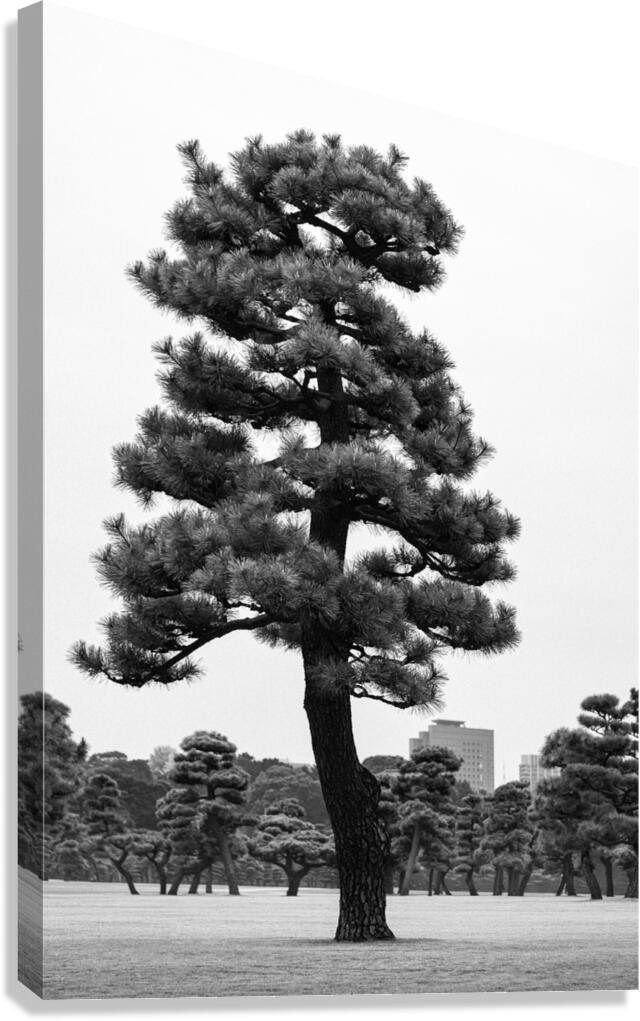 Japanese Black Pine Tree Canvas Print