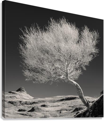 Highland Tree and Peak Canvas Print