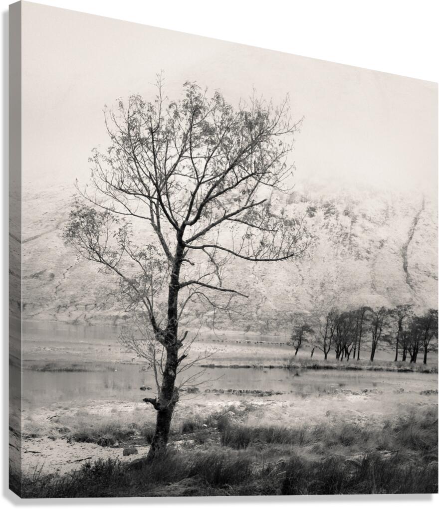 Loch Etive Tree Canvas Print