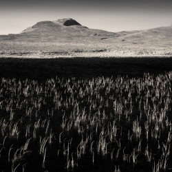 Loch Awe Reeds