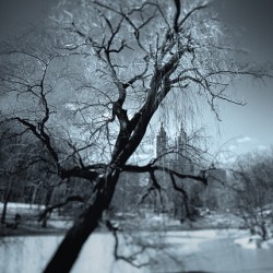 Winter in Central Park