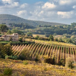Tuscan Valley