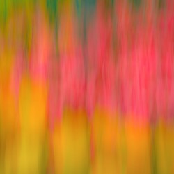 Tulips in Motion